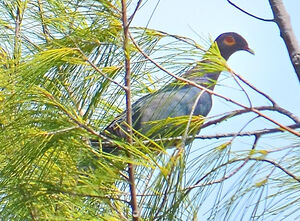 Pigeon � cou rouge