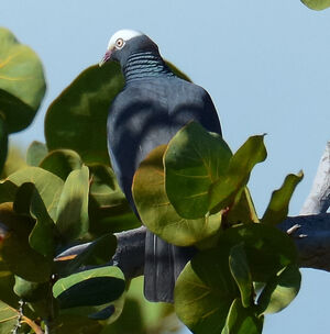 Pigeon � couronne blanche