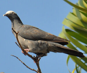 Pigeon � couronne blanche