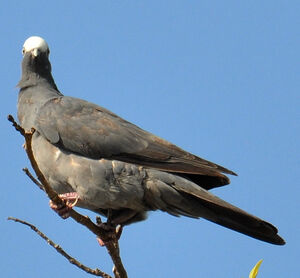 Pigeon � couronne blanche