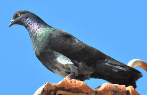 Pigeon biset