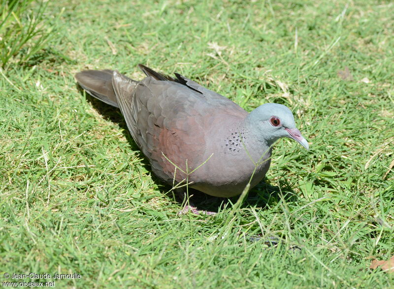 Pigeon de Madagascar, identification