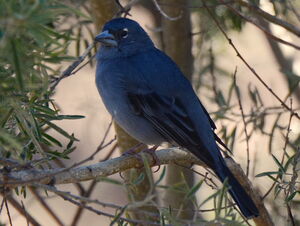 Blue Chaffinch