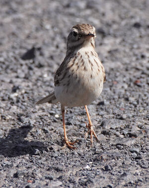 Pipit de Berthelot