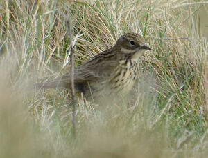 Meadow Pipit 
&copy; Jean-Claude Jamoulle