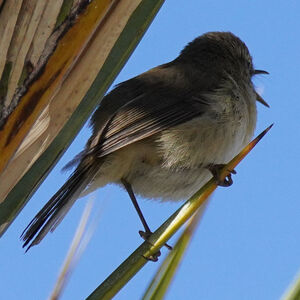 Canary Islands Chiffchaff