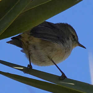 Canary Islands Chiffchaff