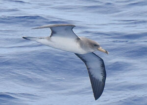 Puffin cendré
