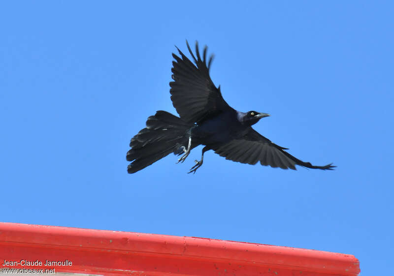 Great-tailed Grackle male adult, Flight