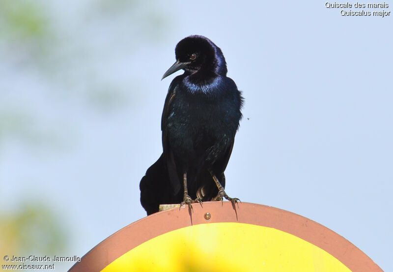 Boat-tailed Grackle male adult