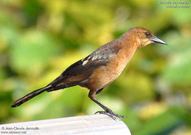 Boat-tailed Grackle female