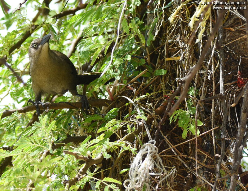 Carib Grackleadult, Reproduction-nesting