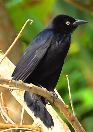 Quiscale noir