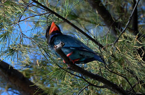Oriental Dollarbird