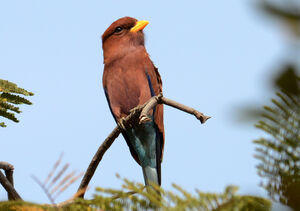Broad-billed Roller