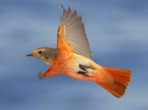 Common Redstart