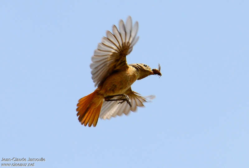 Moussier's Redstart female adult, Flight, feeding habits, fishing/hunting