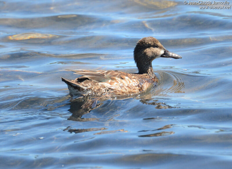 Blue-winged Teal female adult, identification, aspect, swimming, eats