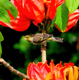 Atlantic Canary