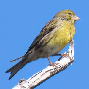 Atlantic Canary