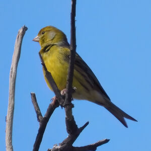 Atlantic Canary