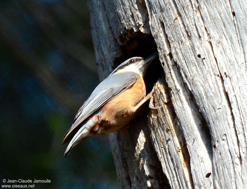 Eurasian Nuthatch, Reproduction-nesting