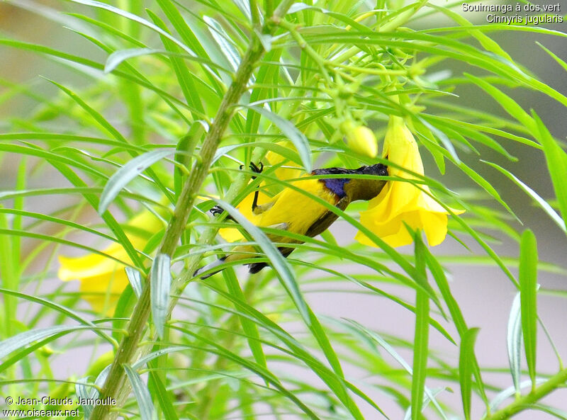 Olive-backed Sunbird male, feeding habits