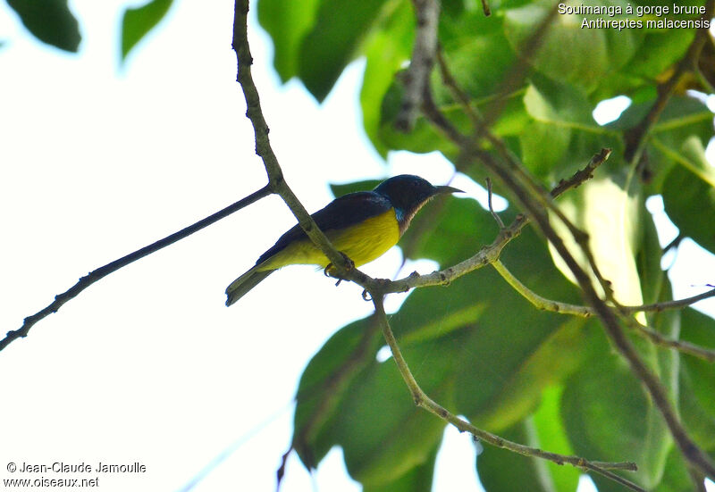 Brown-throated Sunbird male adult