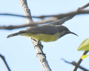 Beautiful Sunbird