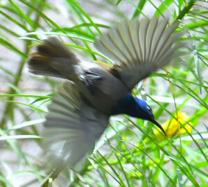 Green-headed Sunbird