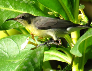 Purple Sunbird