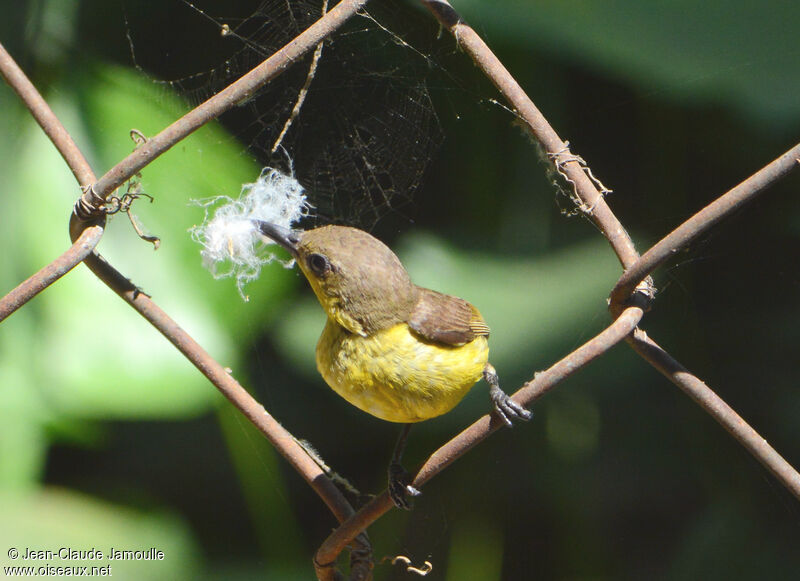 Purple Sunbird female, Reproduction-nesting