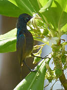 Souimanga Sunbird (abbotti)
