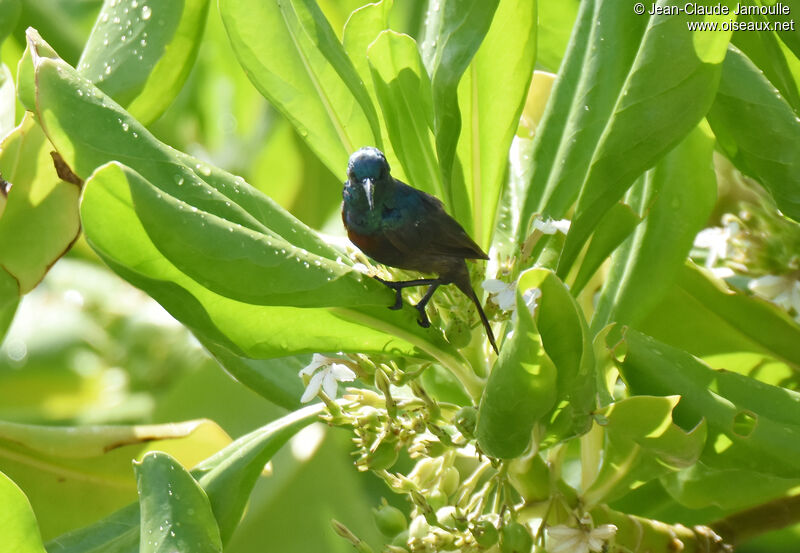 Abbott's Sunbird male