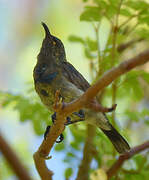 Souimanga Sunbird (abbotti)