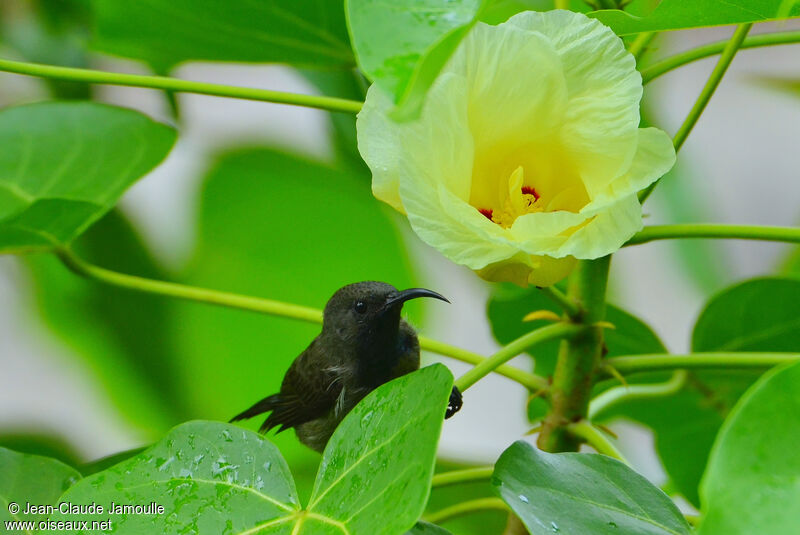 Seychelles Sunbird, feeding habits