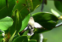 Seychelles Sunbird