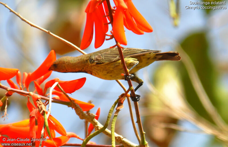 Splendid Sunbird male