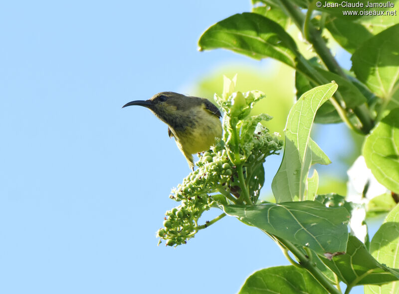 Souimanga Sunbird female