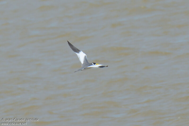 Large-billed Tern, Flight
