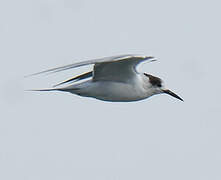 White-cheeked Tern