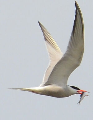 Common Tern 
&copy; Jean-Claude Jamoulle