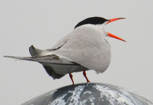 Common Tern 
&copy; Jean-Claude Jamoulle