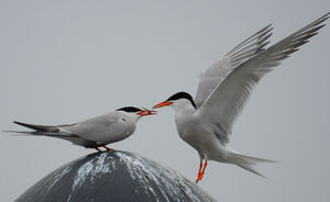 Common Tern 
&copy; Jean-Claude Jamoulle