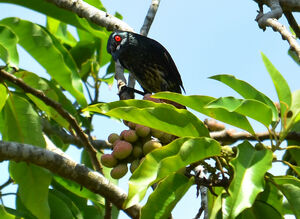 Asian Glossy Starling
