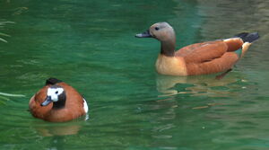 South African Shelduck