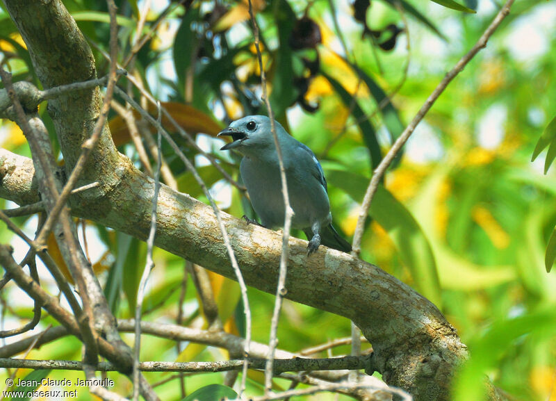 Blue-grey Tanager, song