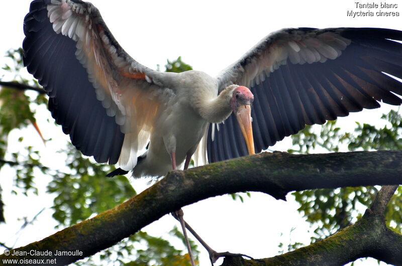 Milky Stork, Flight, Behaviour