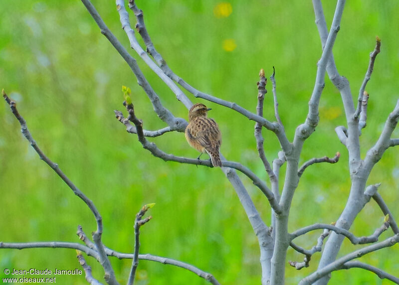 Whinchat female