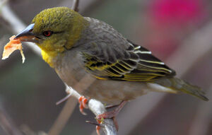 Village Weaver